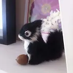 Carpe Diem * باد ساخسا